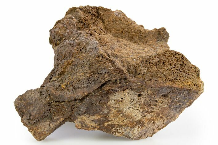 Fossil Dinosaur Bone Section - Wyoming #330900